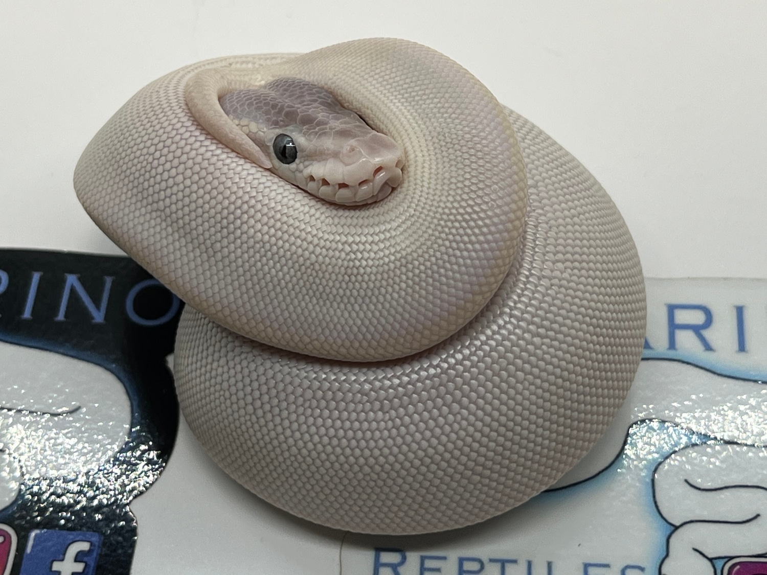 Super Mojave Ball Python by Villarino reptiles - MorphMarket
