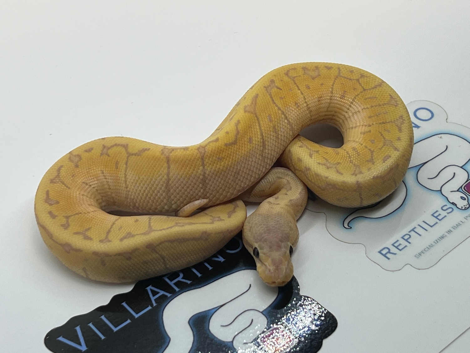 Banana Lemonblast Ball Python by Villarino reptiles - MorphMarket