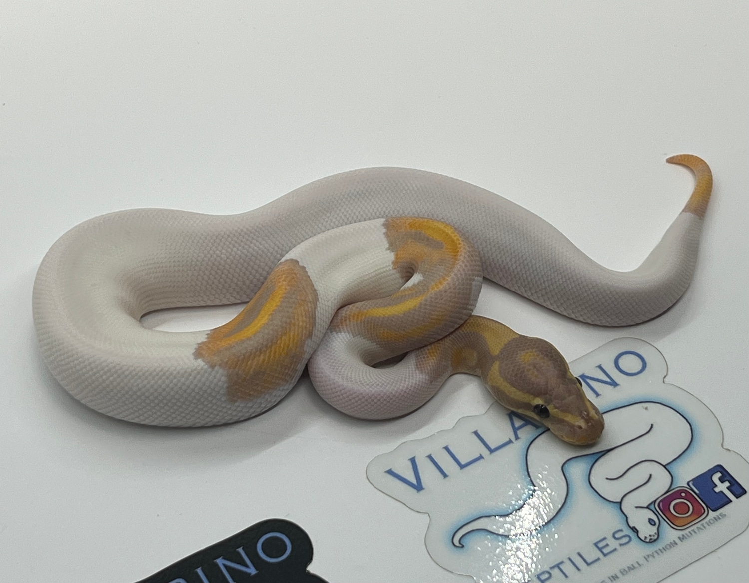 Banana Pied Ball Python by Villarino reptiles - MorphMarket