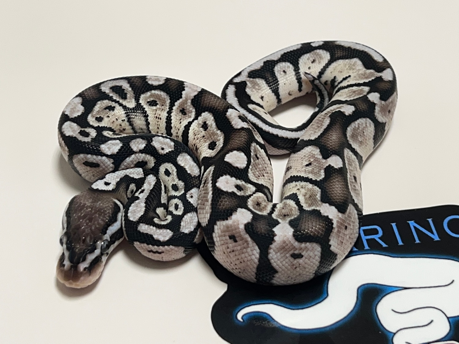 VPI Axanthic Pastel Poss Het Pied Ball Python by Villarino reptiles ...