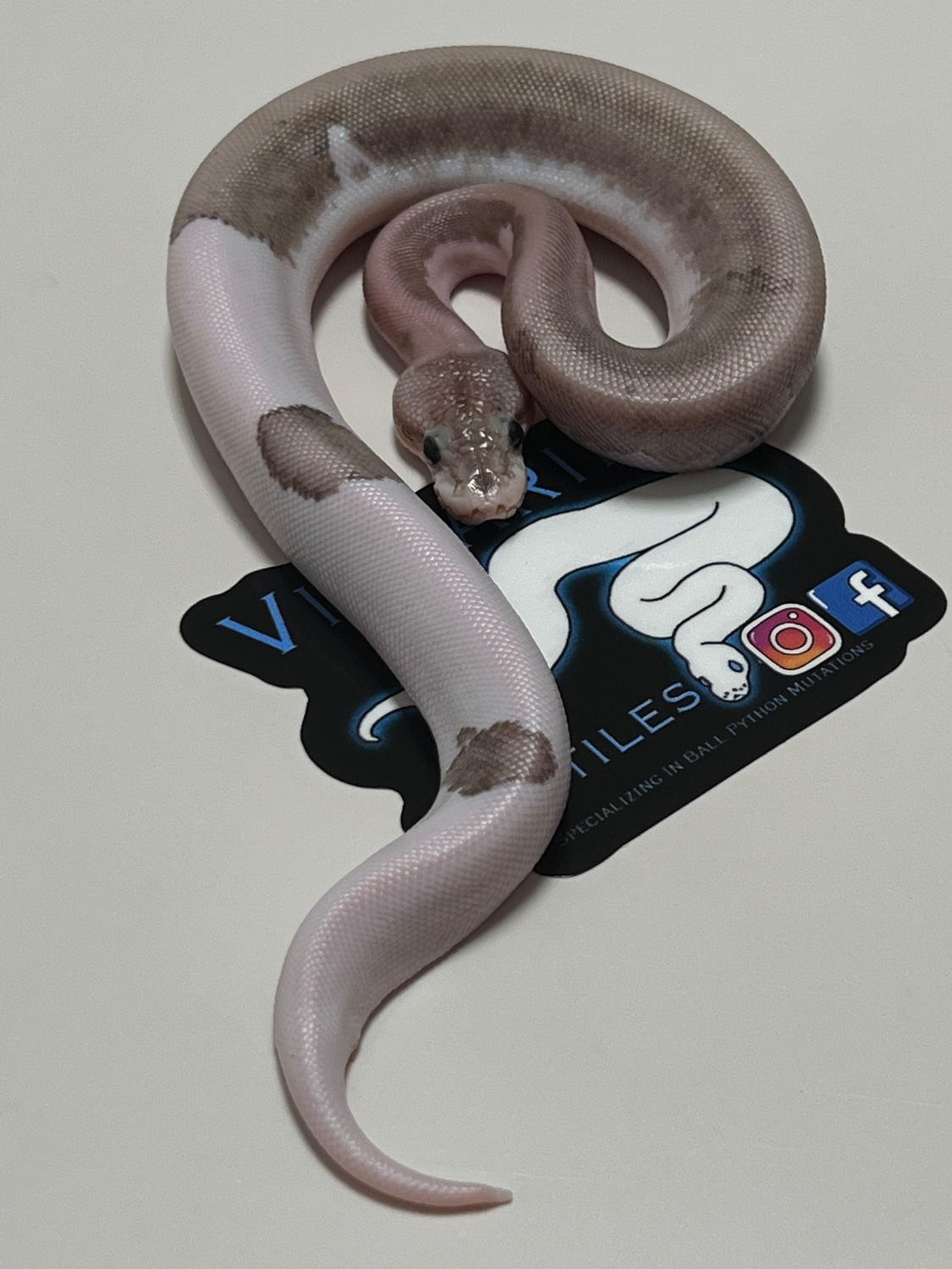 Grey Matter Ball Python by Villarino reptiles - MorphMarket
