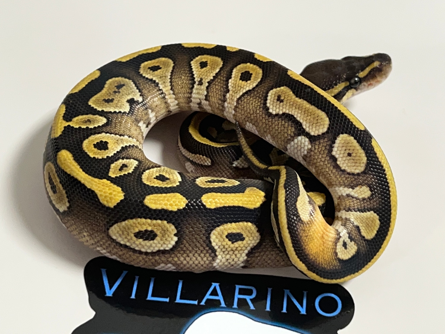 Mystic Poss Het Pied Ringer Ball Python by Villarino reptiles - MorphMarket