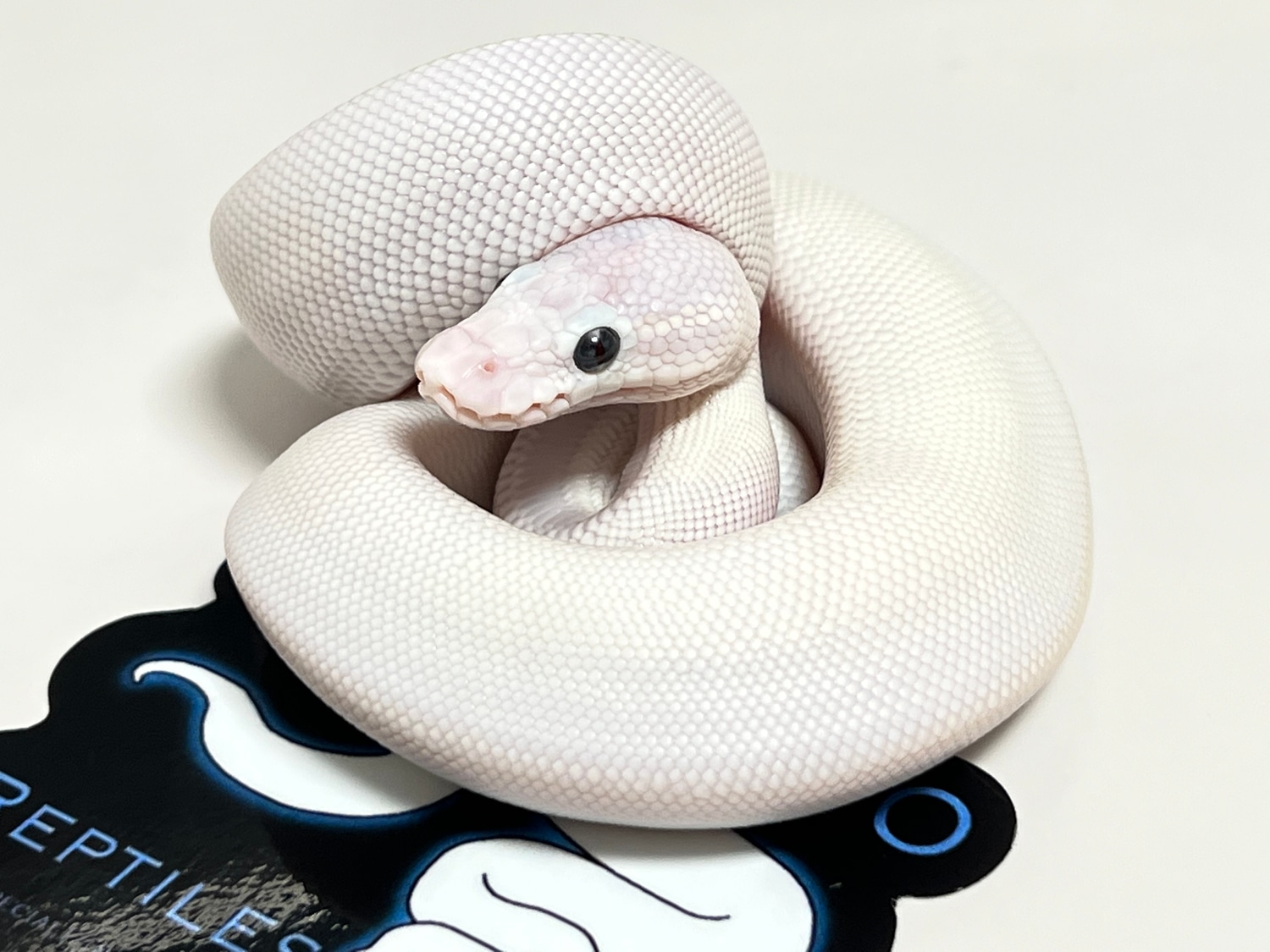 Blue Eyed Lucy Ball Python by Villarino reptiles - MorphMarket