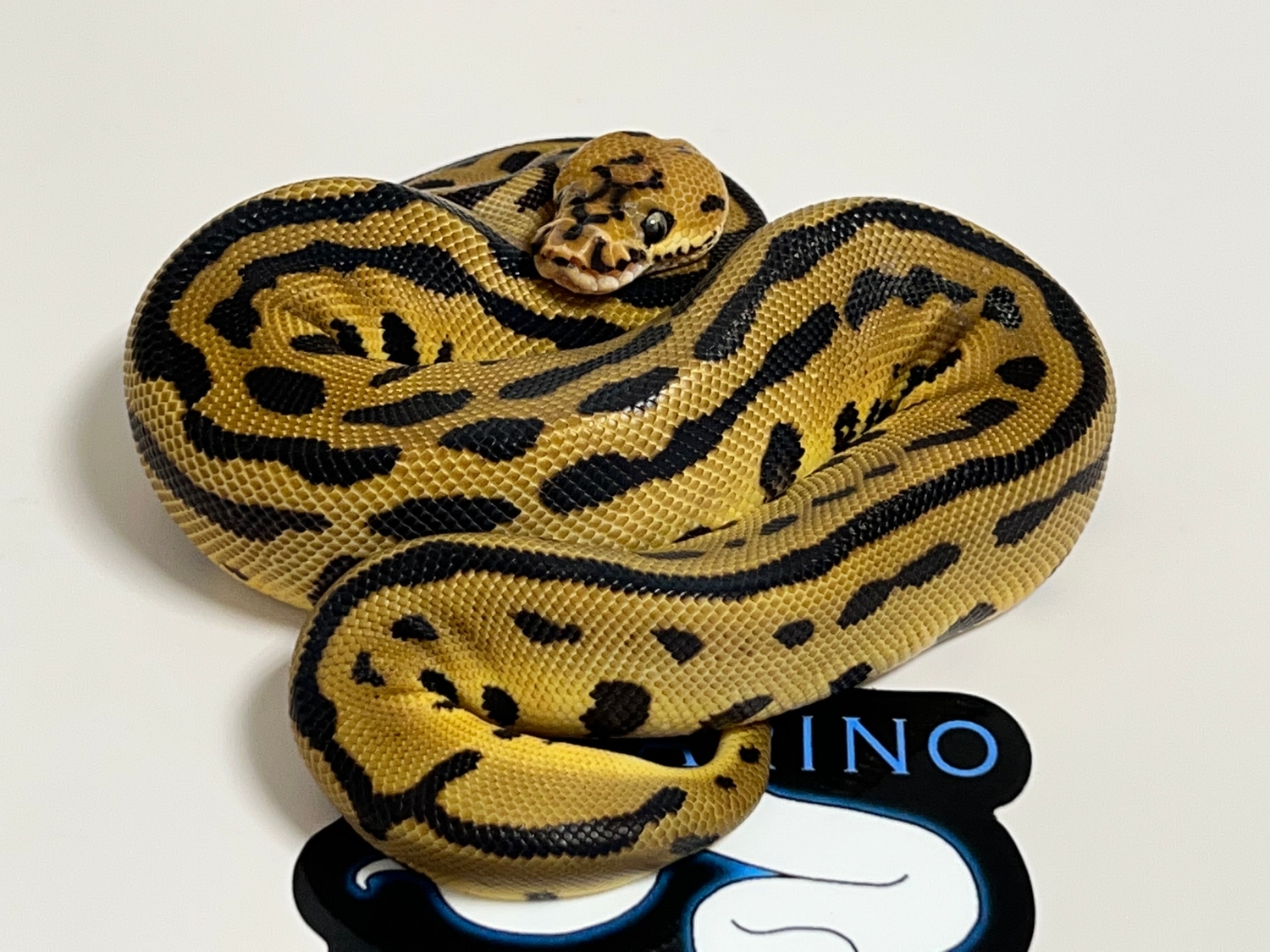 Batman Ball Python by Villarino reptiles - MorphMarket