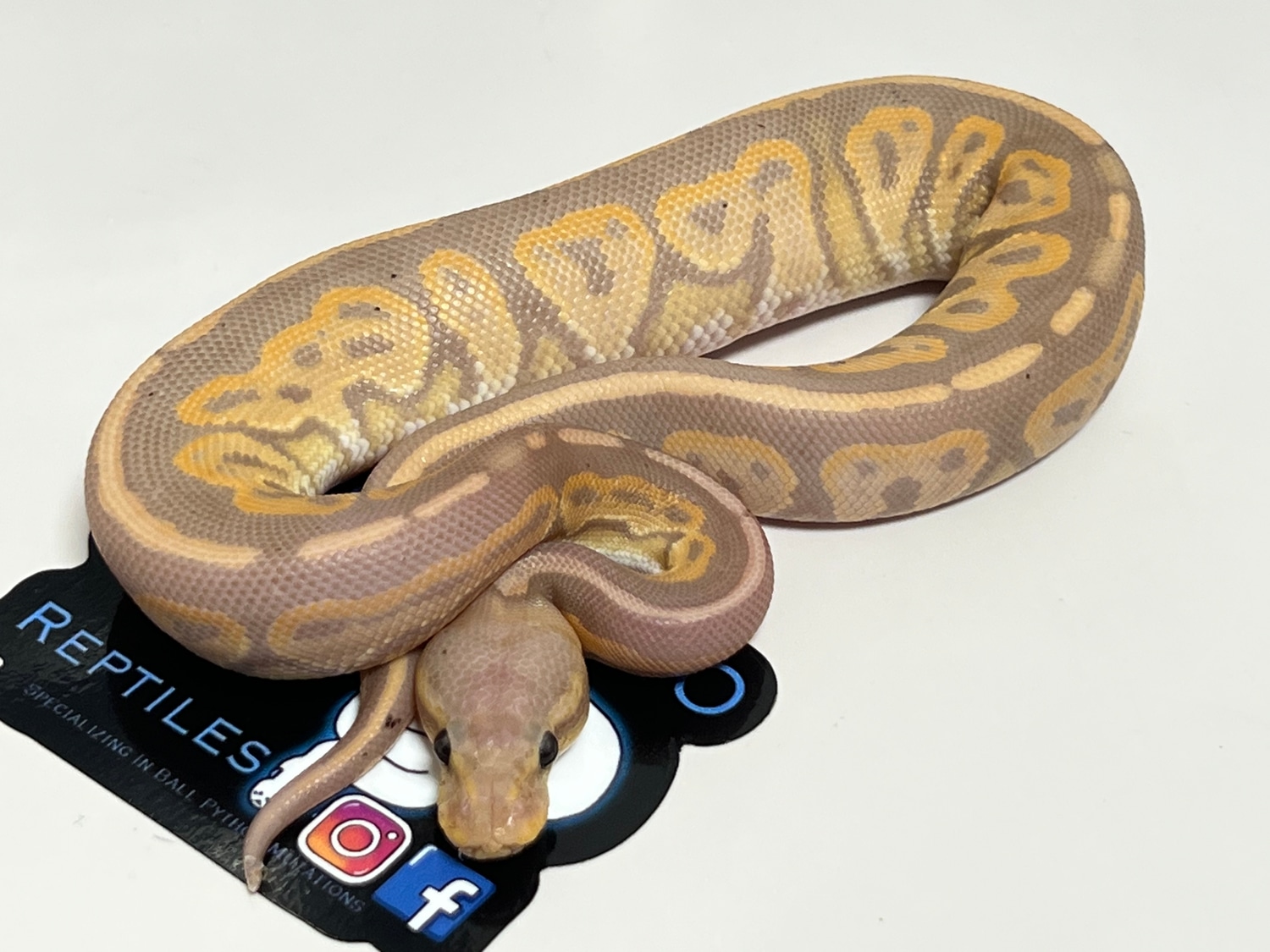 Banana Cinnamon Ball Python by Villarino reptiles - MorphMarket