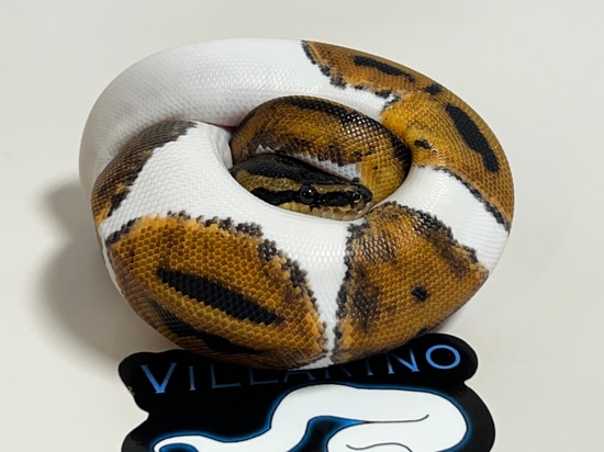 Pied 66% Het VPI Axanthic Ball Python by Villarino reptiles