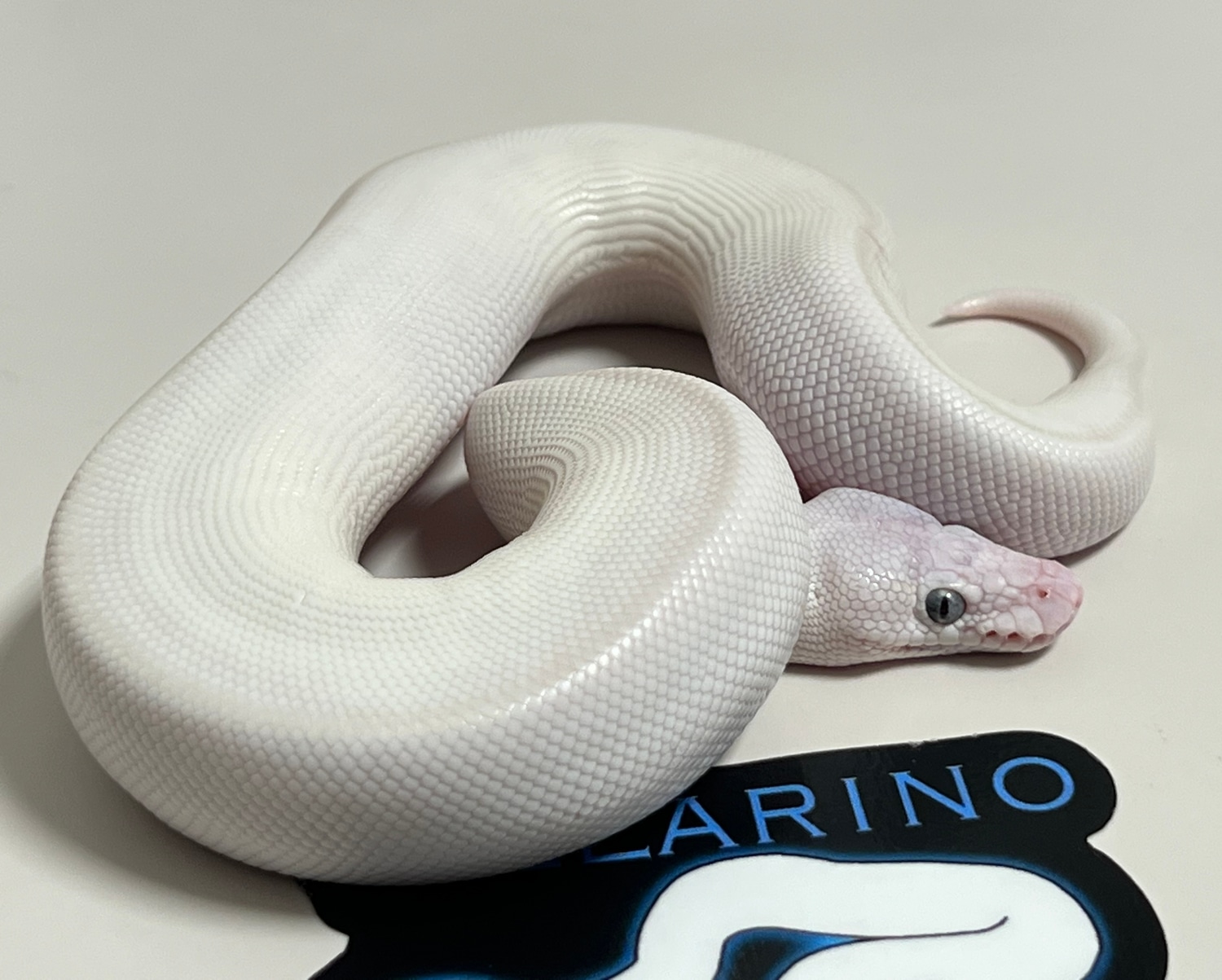 Lesser Mojave Ball Python by Villarino reptiles MorphMarket