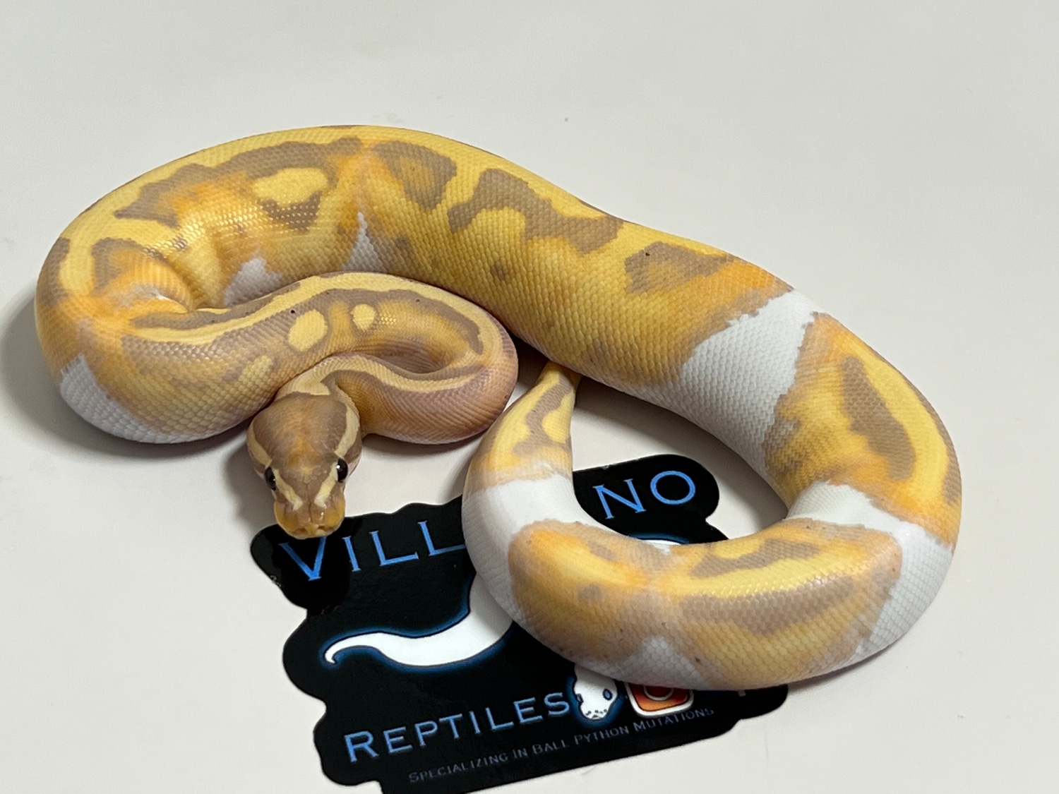 Banana Pied Ball Python by Villarino reptiles - MorphMarket