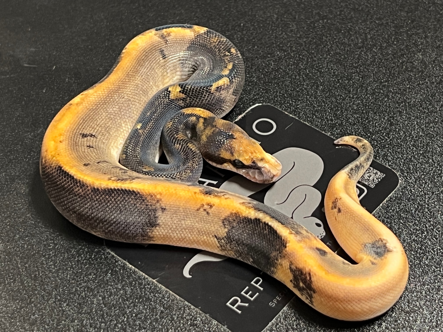 Champagne Black Pastel Paradox Ball Python by Villarino reptiles ...