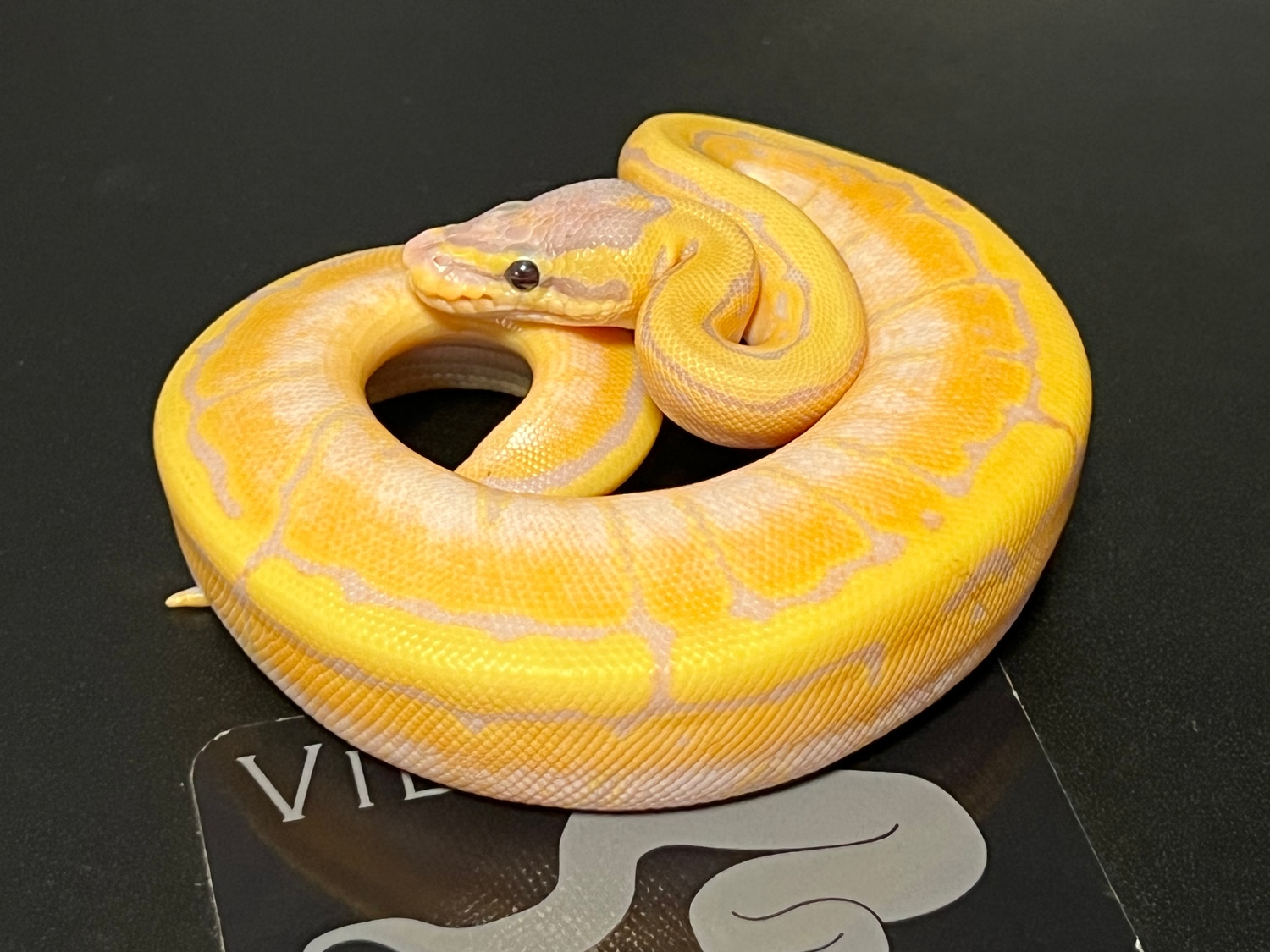 Banana Pin Ball Python by Villarino reptiles MorphMarket