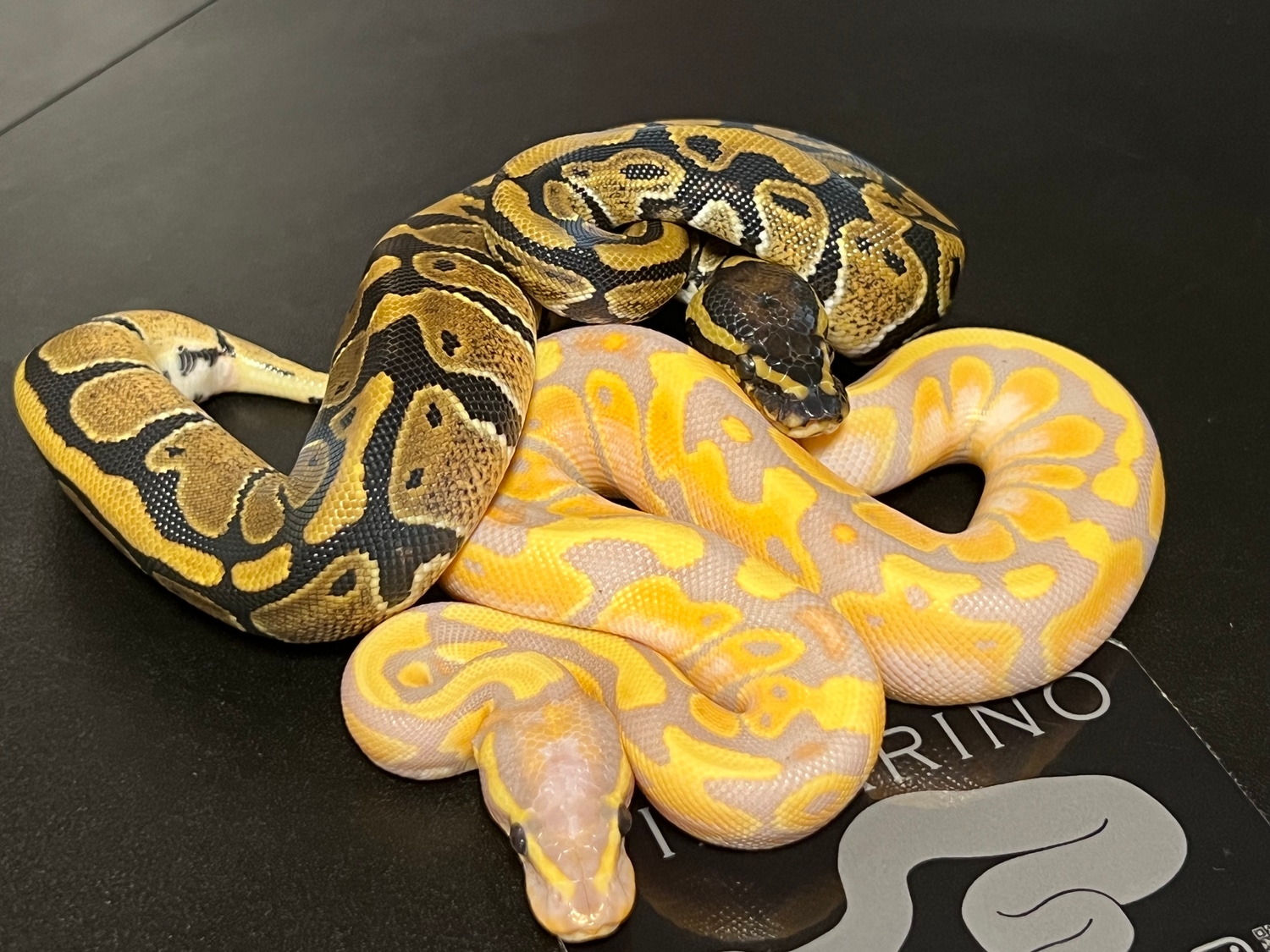 Banana Het Pied With Het Pied Ball Python by Villarino reptiles ...