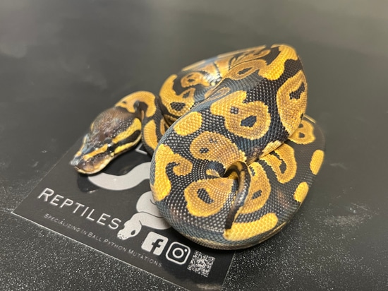 Het Sunset Het Lavender Albino Ball Python by Villarino reptiles