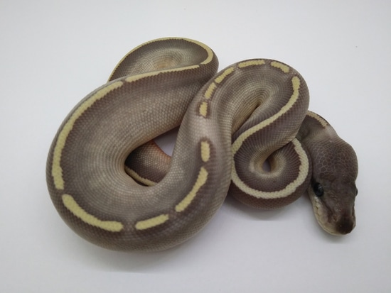 Super Phantom Ball Python by GSR