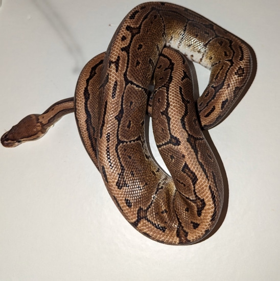 Pinstripe Het Sunset 66% Het Ultramel 50% Het Albino Ball Python by ...