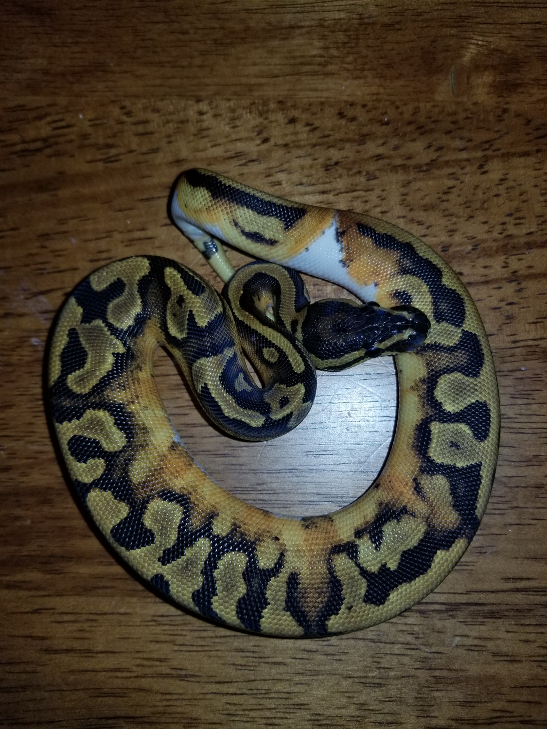 EXTREME High Patern Pied 100% H. Caramel Albino Ball Python by VIP ...