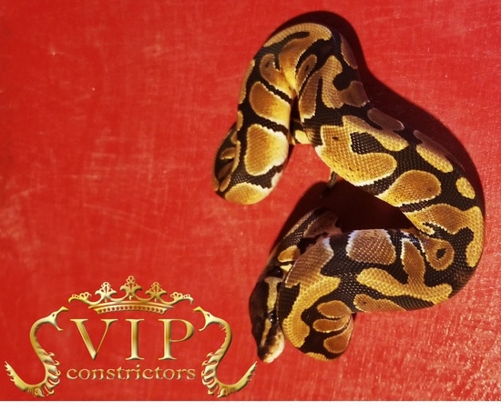 Dinker Looks Like Blade. Possible New Morph Ball Python by VIP Constrictors