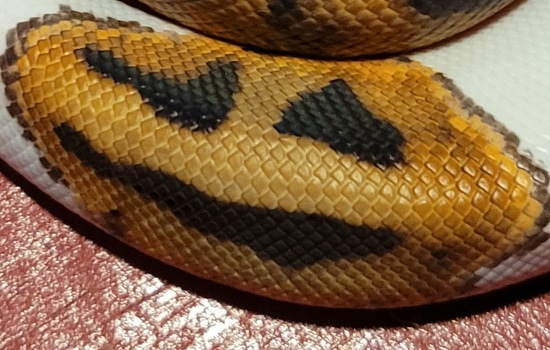 Smiley Face Orange Pied Possible Shatter Ball Python by VIP Constrictors