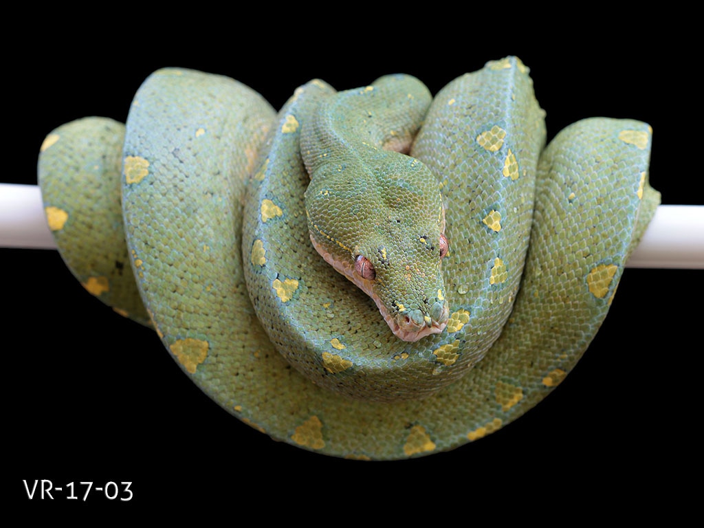 Cyclops Mtn Green Tree Python by ViridisPython.com - MorphMarket