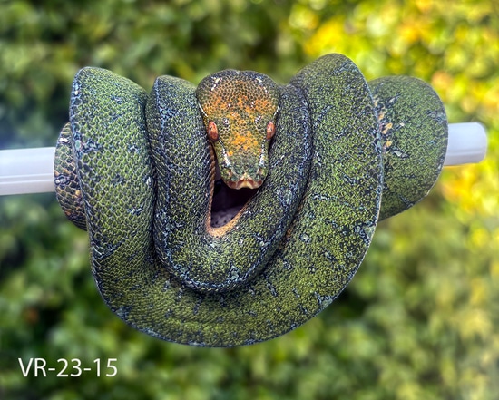 2023 USCBB Pure Manokwari Yearling Green Tree Python by ViridisPython.com