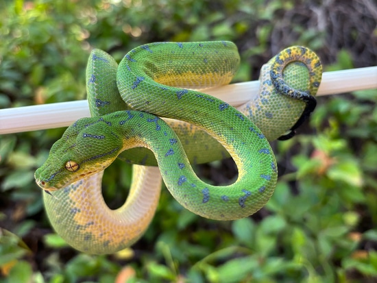 2023 USCBB Pure Manokwari Yearling Green Tree Python by ViridisPython.com