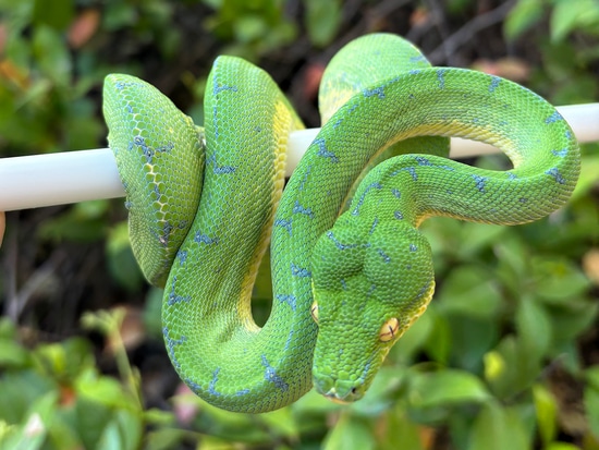 2023 USCBB Pure Manokwari Female Green Tree Python by ViridisPython.com