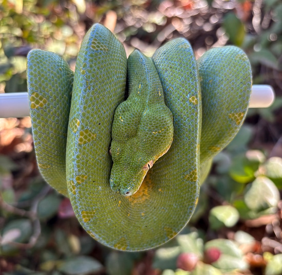 2022 USCBB Pure Cyclops Female Green Tree Python by ViridisPython.com