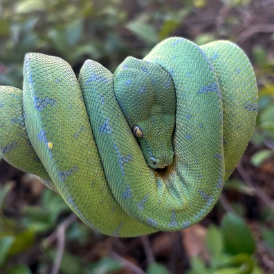 Green Tree Pythons For Sale - MorphMarket US & Canada
