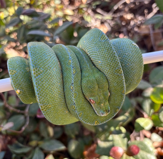 2022 USCBB Pure Cyclops Male Green Tree Python by ViridisPython.com