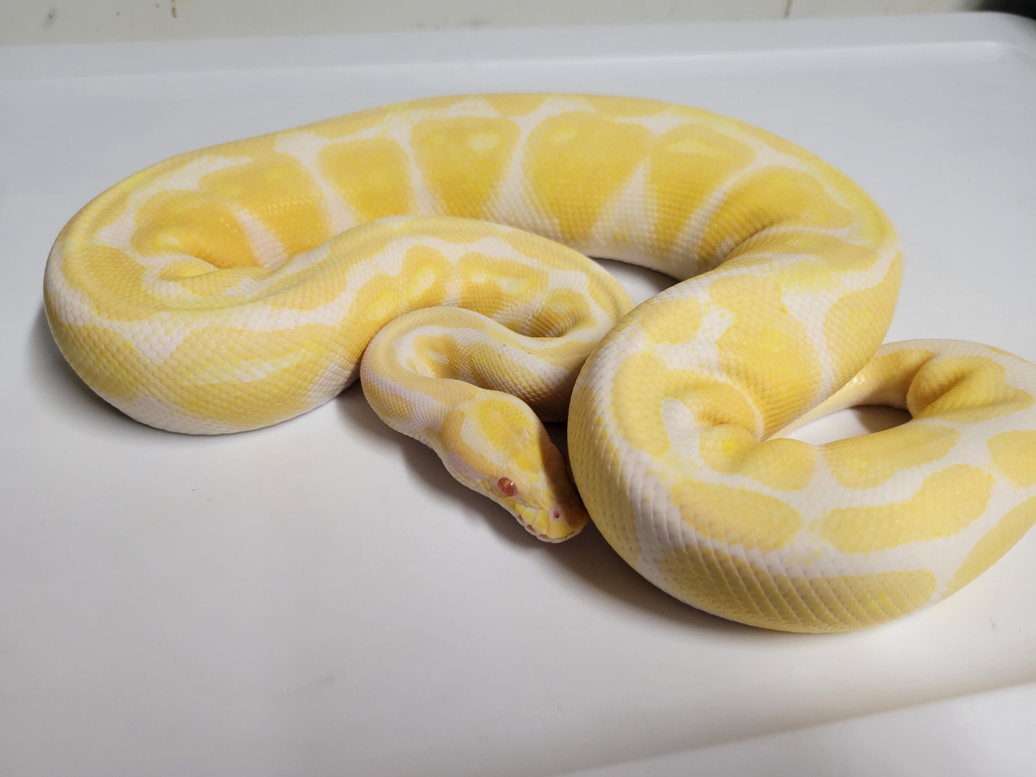 Albino Ball Python By Vision Morphs MorphMarket Albino ball python by vision morphs morphmarket