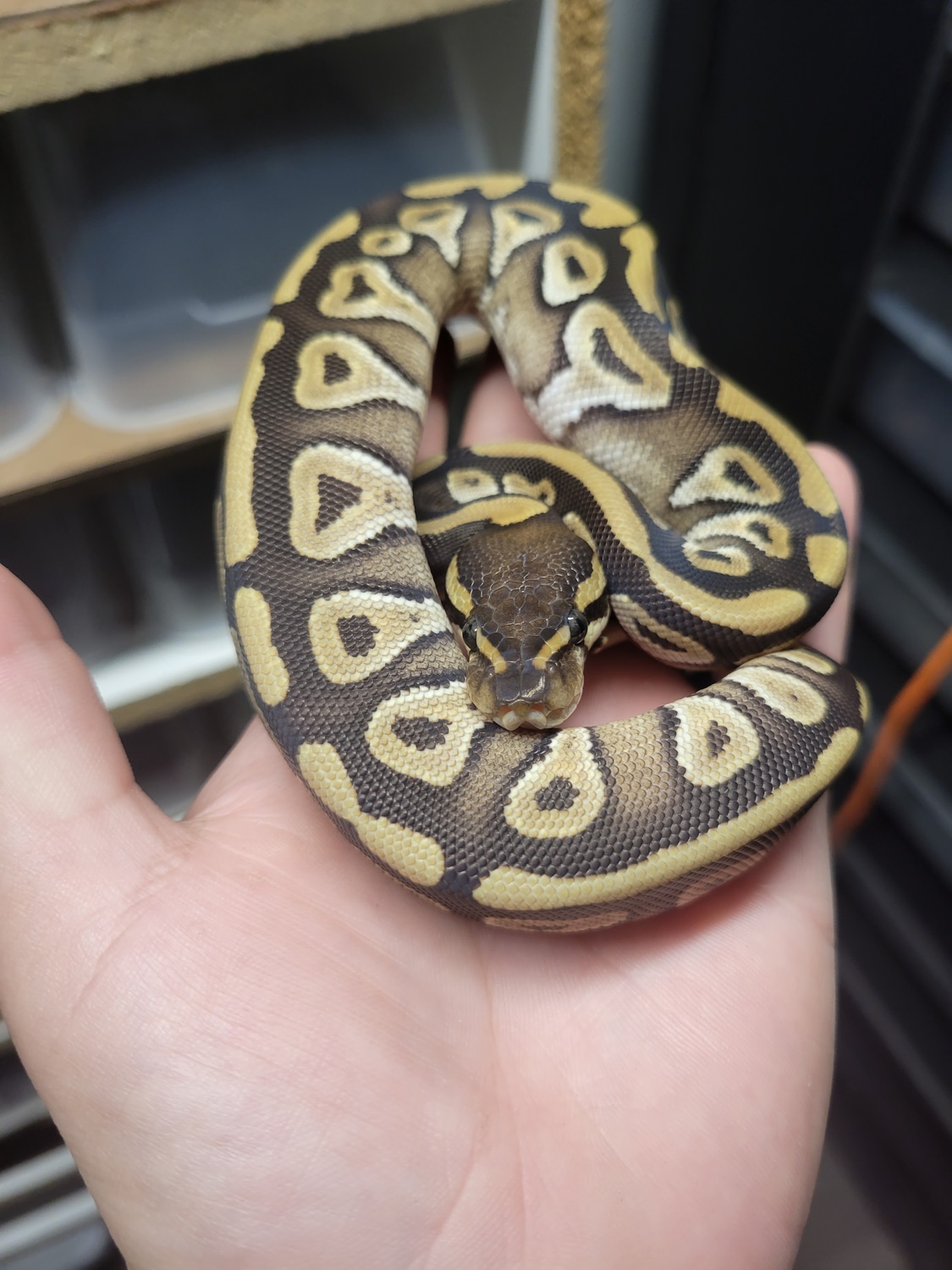 Mojave Ball Python by Vision Morphs - MorphMarket