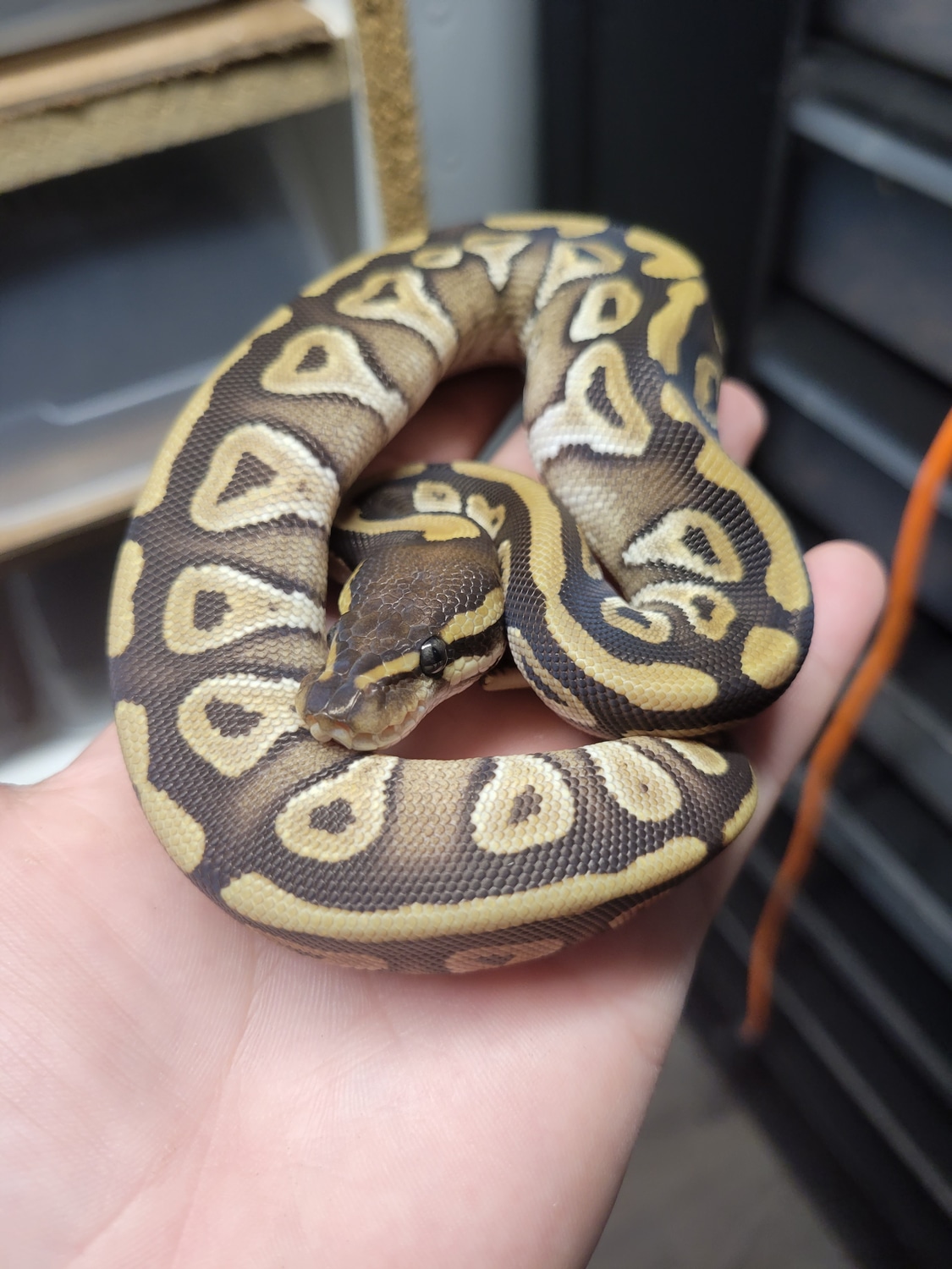 Mojave Ball Python by Vision Morphs - MorphMarket
