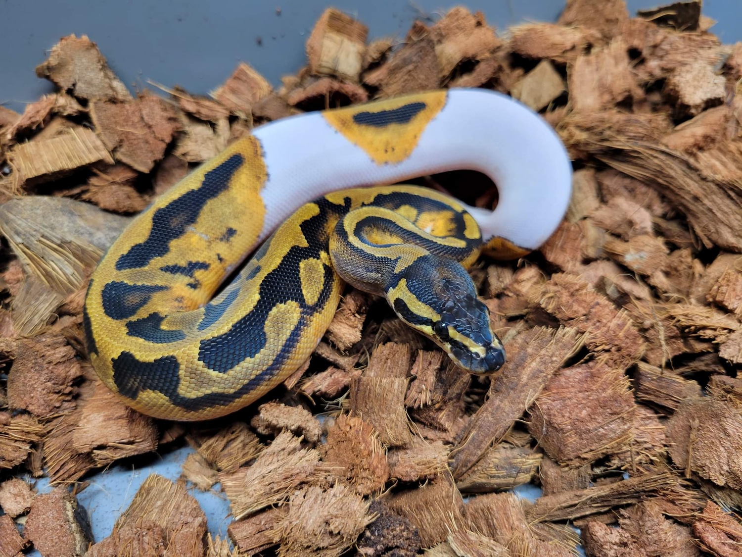 Leopard Pied Ball Python by Vision Morphs - MorphMarket