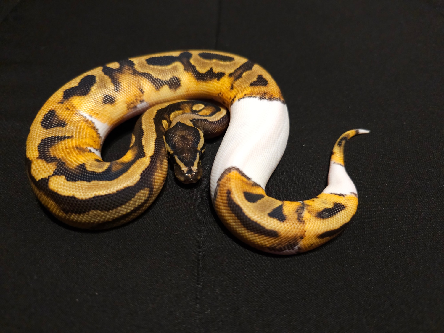 Pied Possible Leopard Ball Python by Vision Morphs - MorphMarket