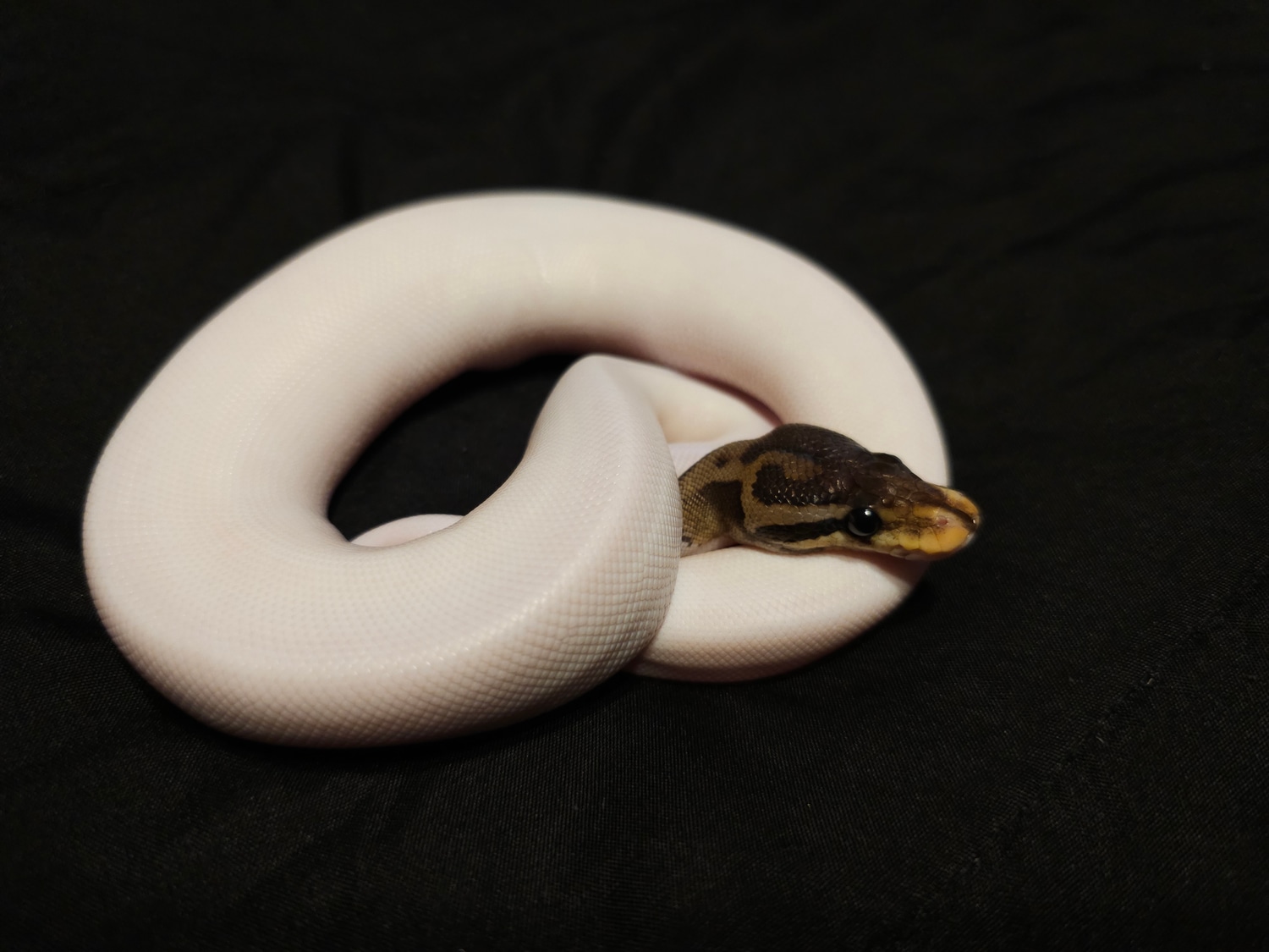 Cinnamon Possible Leopard Pied 2 Ball Python by Vision Morphs - MorphMarket