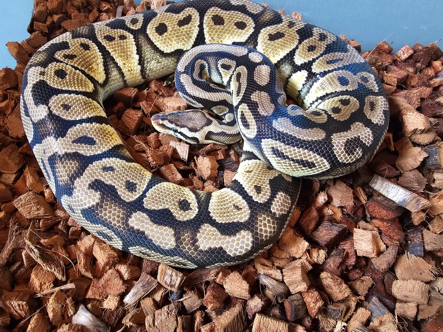 Pastel Special Het Clown Ball Python by Vision Morphs - MorphMarket