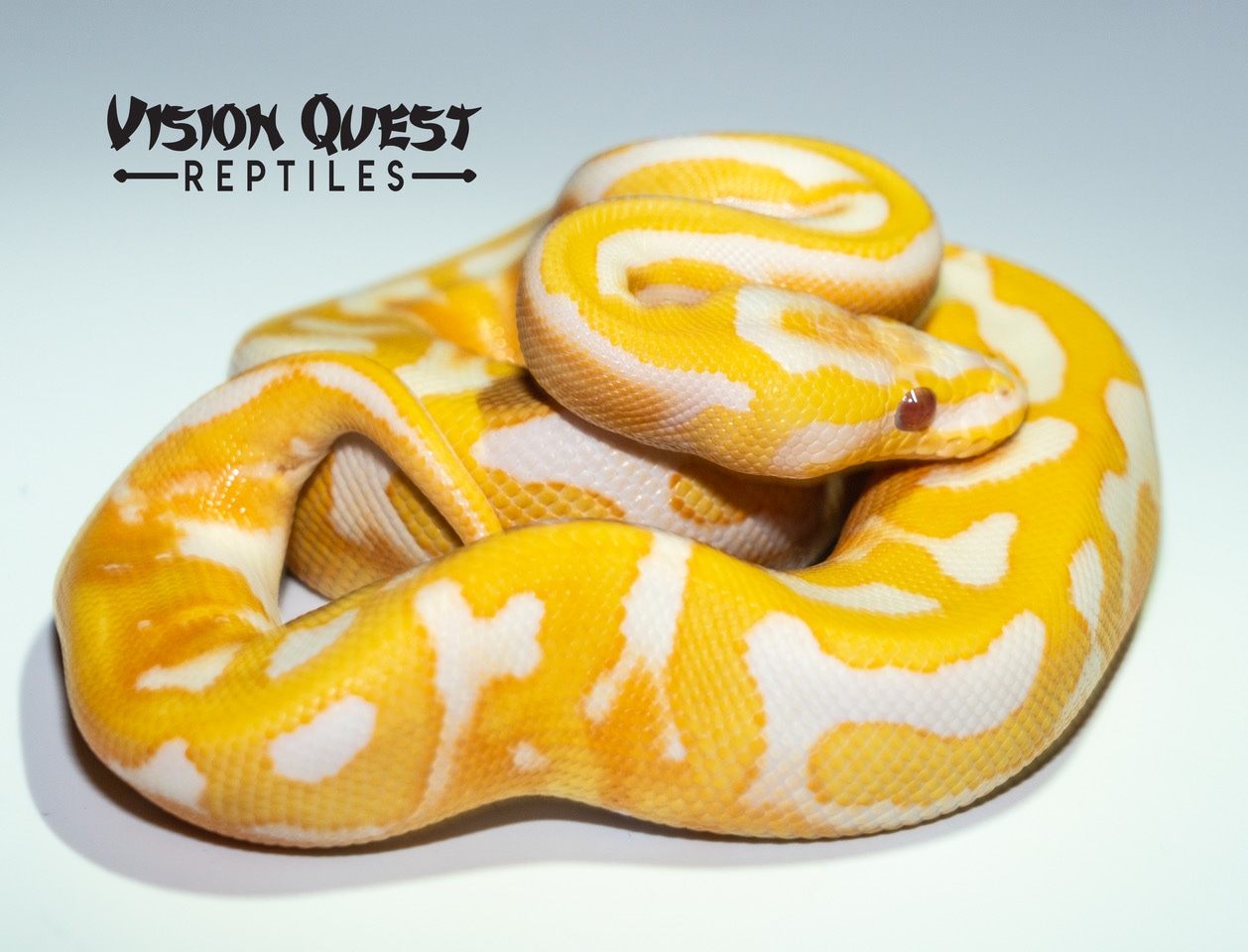 Dreamsicle Ball Python by Vision Quest Reptiles - MorphMarket