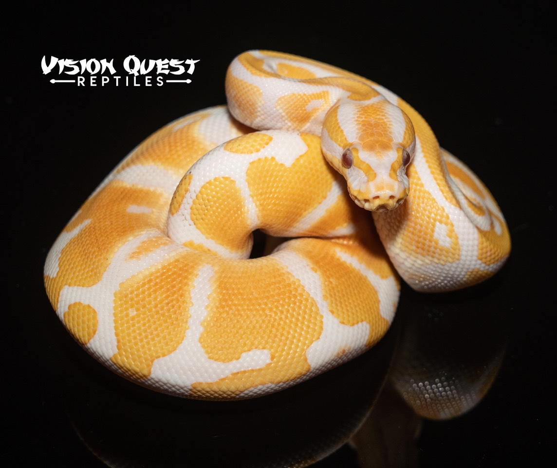 Lavender Albino Het Piebald Pos Orange Dream Ball Python by Vision ...