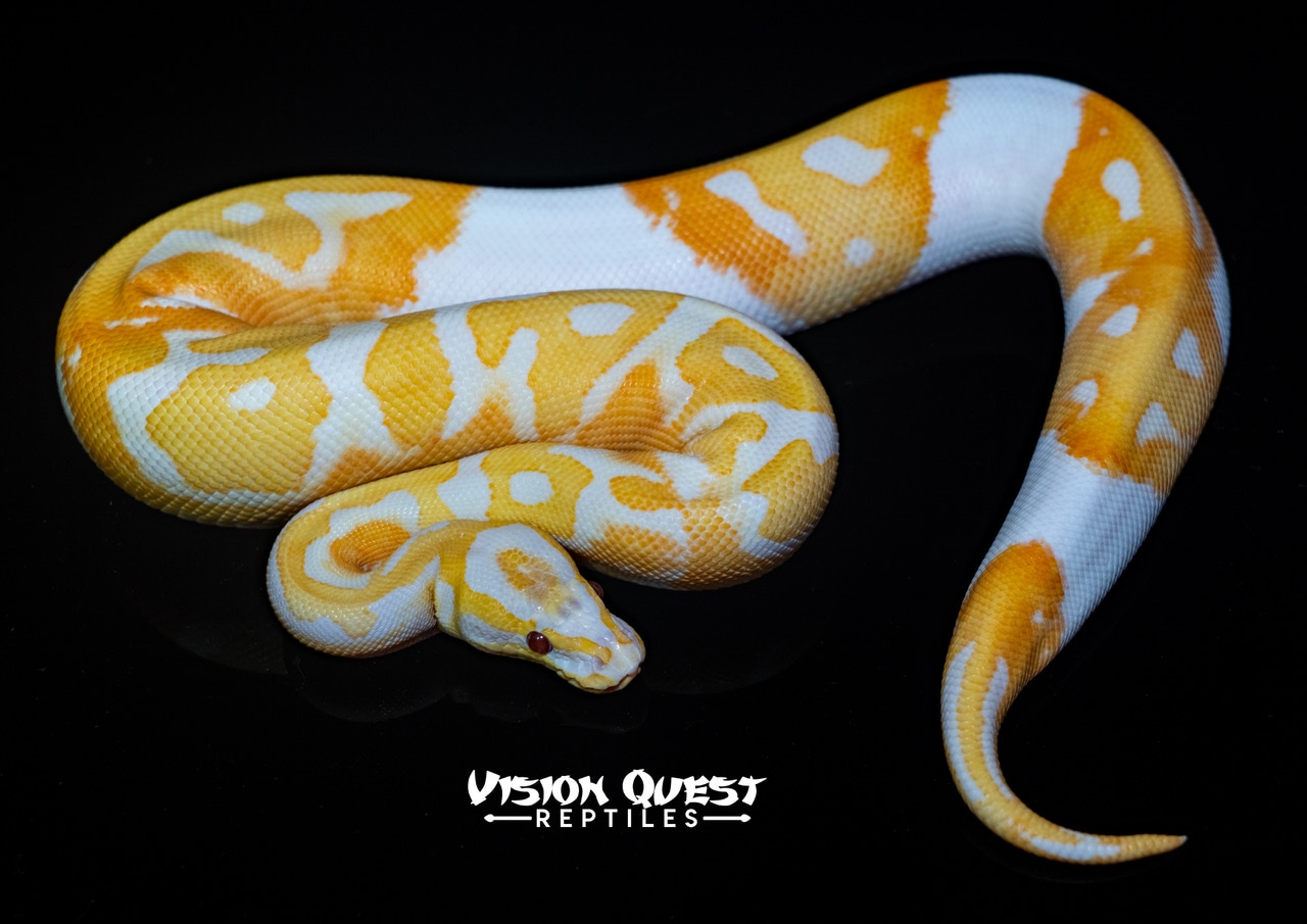 Dreamsicle Ball Python by Vision Quest Reptiles - MorphMarket