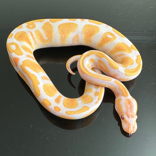 Lavender Albino Het Piebald Ball Python by Vision Quest Reptiles
