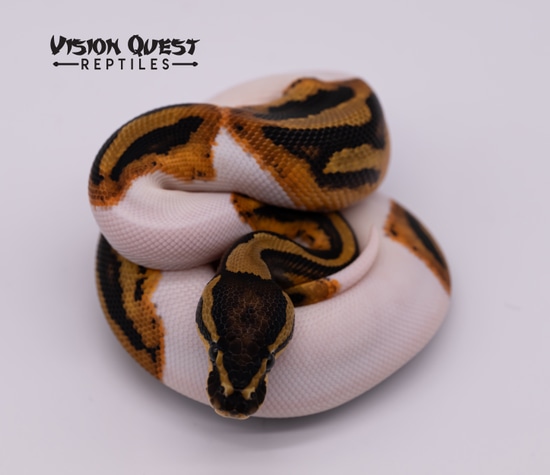 Leopard Piebald Het Clown Ball Python by Vision Quest Reptiles