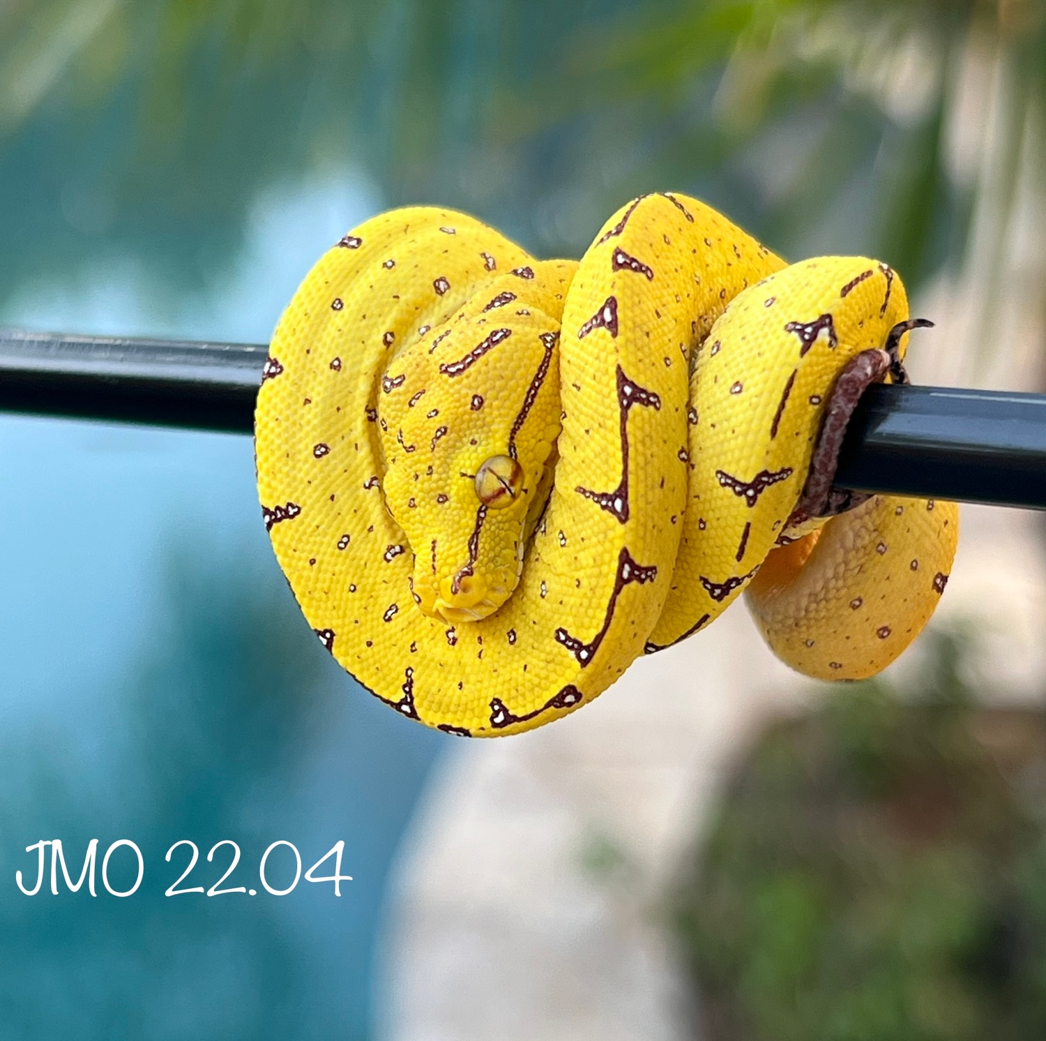 USCBB Sorong X Aru OC Green Tree Python by San Diego Chondros - MorphMarket