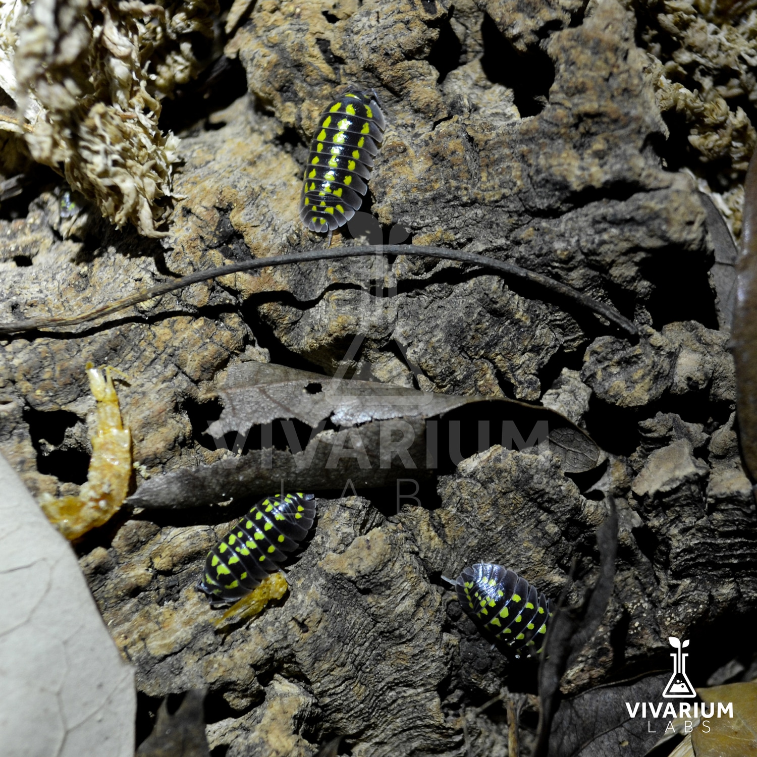 15+ Armadillidium Gestroi (Pillbugs,Clean Up Crew) Isopod by Vivarium