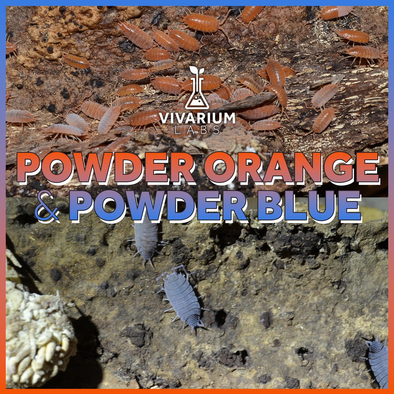 15+ P.Pruinosus Powder Orange And 15+Powder Blue Combo Isopod by