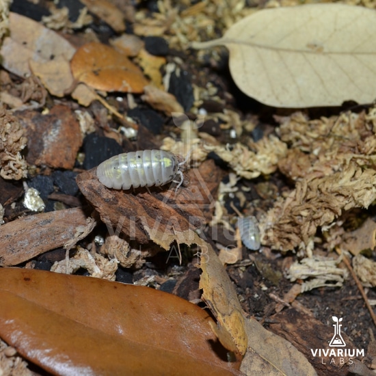 12+ Armadillidium Vulgare Magic Potion Japanese Line Isopod by Vivarium ...
