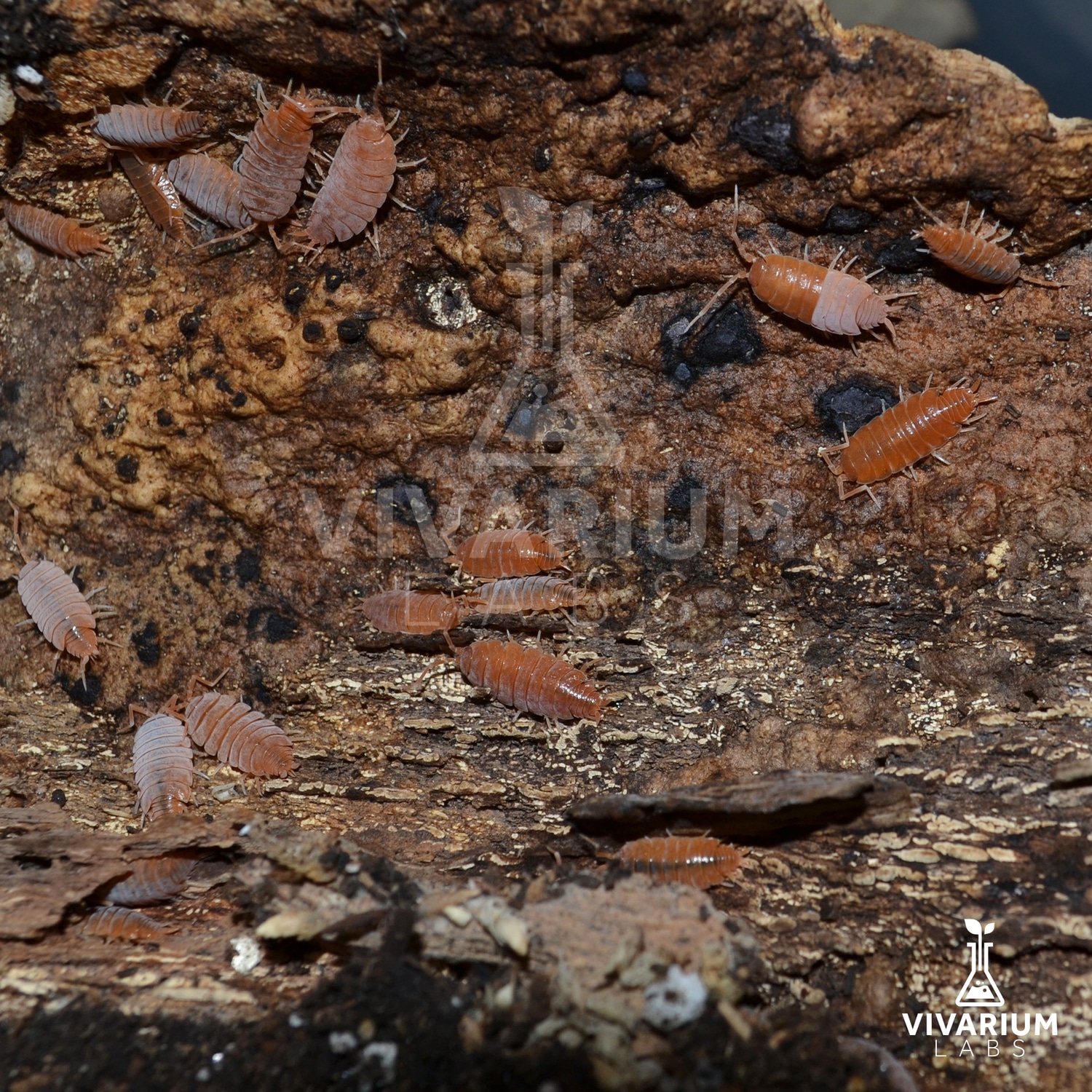 15+ P.Pruinosus Powder Orange Isopod by Vivarium Labs MorphMarket