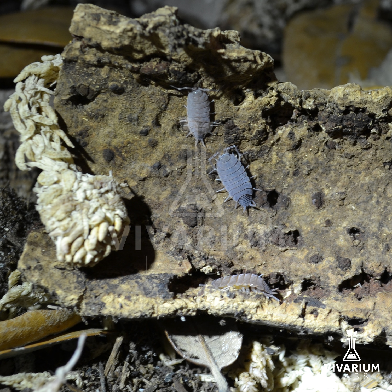 15+ P.Pruinosus Powder Blue Isopod by Vivarium Labs MorphMarket