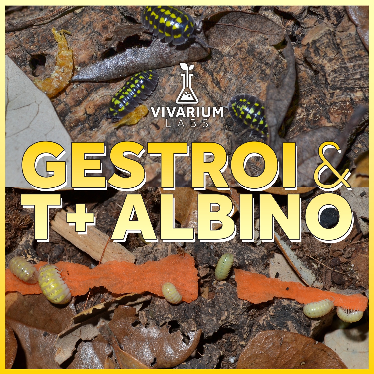 12+ A.Vulgare Gestroi & 12+ A.Vulgare T+Albino Isopod by Vivarium Labs