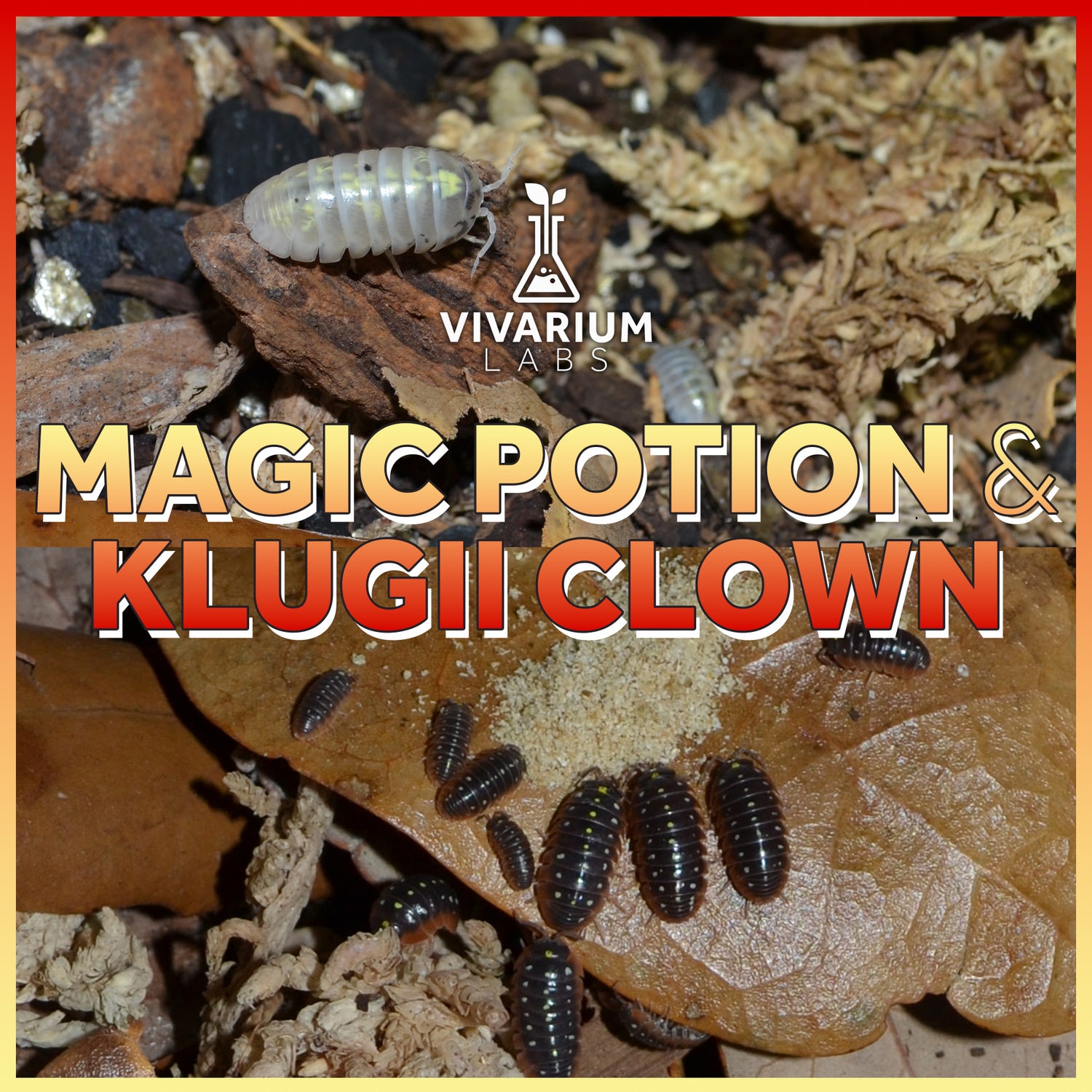 12+ A.Vulgare Magic Potion & 12+ A.Vulgare Klugii Clown Combo Isopod by