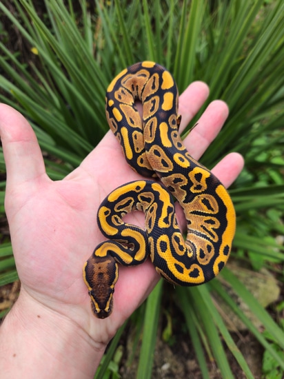Nr Mandarin Special Het Pied Ball Python by Vivid Skin Reptiles