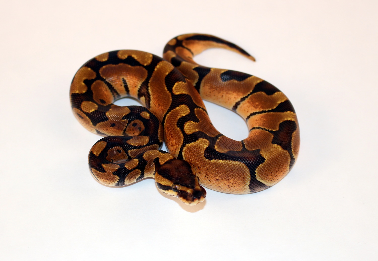 Enchi Asphalt (Probable) Ball Python by Vivid Pythons - MorphMarket
